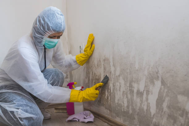 Best Mold Damage Repair  in Center Point, AL