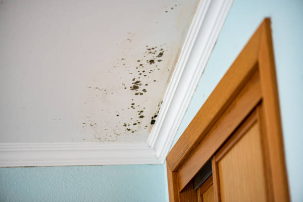 Best Office Mold Removal Services  in Center Point, AL