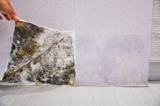 Best Certified Mold Removal  in Center Point, AL